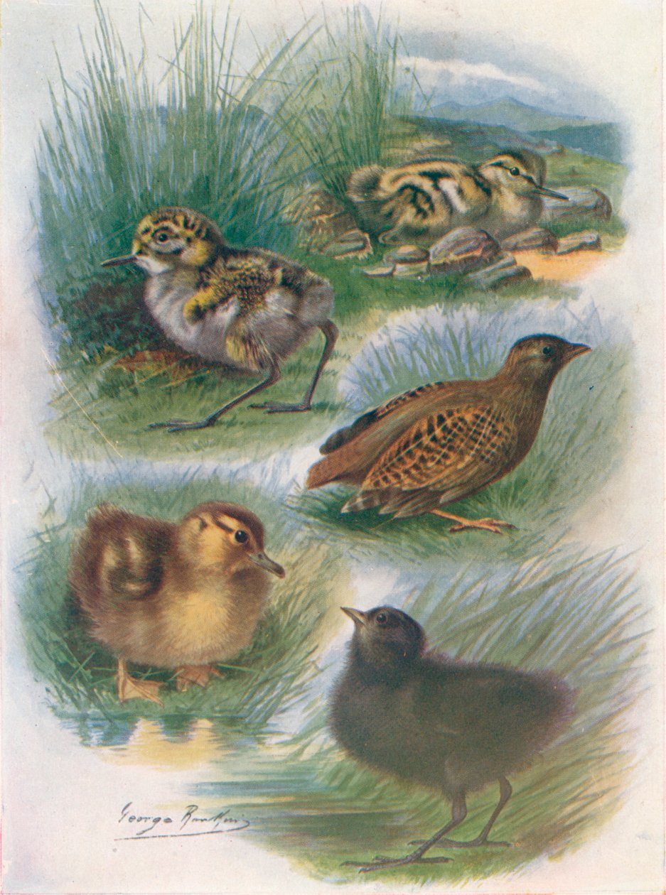 Types of Nidifugous Nestlings, c1910, 1910 od George James Rankin