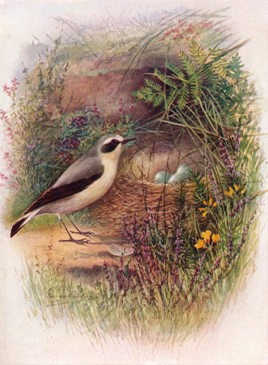 Wheatear - Saxicola oenanthe, c1910, 1910 od George James Rankin
