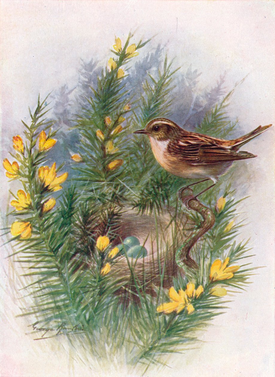 Whinchat - Pratincola rubetra, c1910, 1910 od George James Rankin