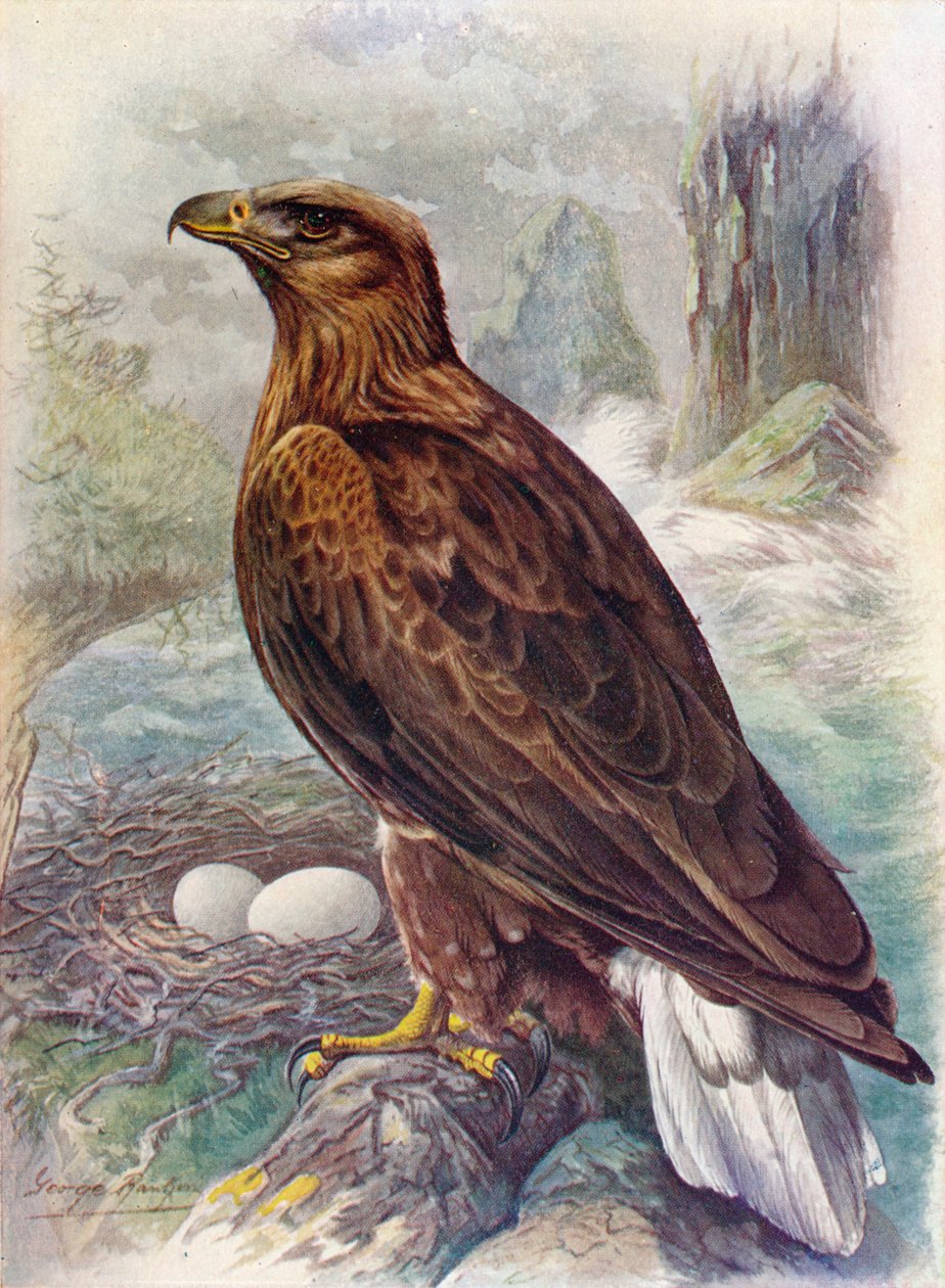 Orel mořský - Haliaetus albicilla, c1910, 1910 od George James Rankin