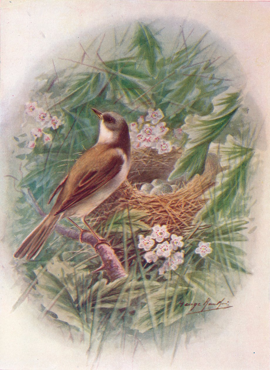Bělohlavec - Sylvia cinerea, c1910, 1910 od George James Rankin