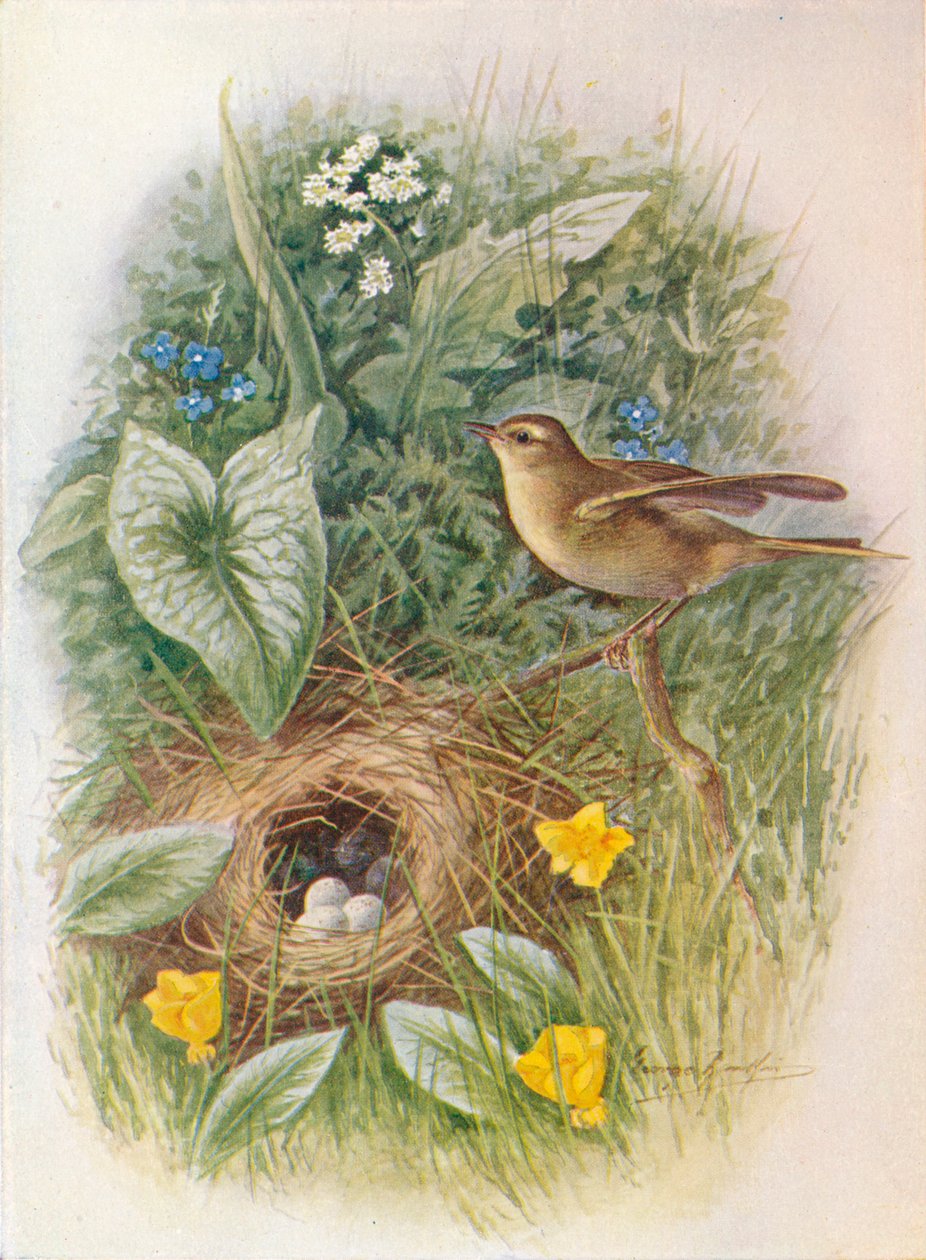 Willow-Wren - Phylloscopus trochilus, c1910, 1910 od George James Rankin