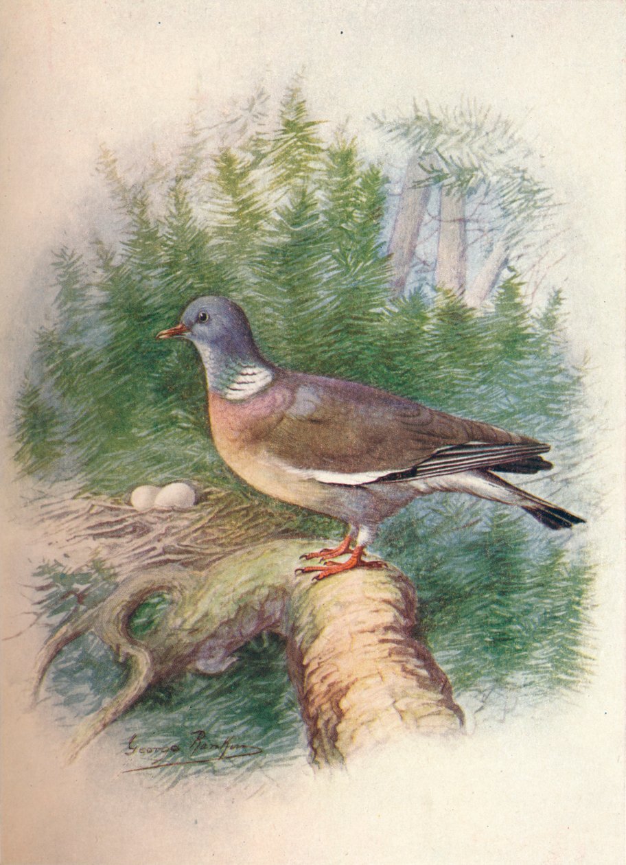 Holub hřivnáč nebo kroužkovec - Columba palumbus, c1910, 1910 od George James Rankin