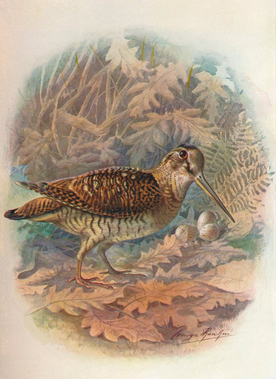 Skokan lesní - Scolopax rusticula, c1910, 1910 od George James Rankin