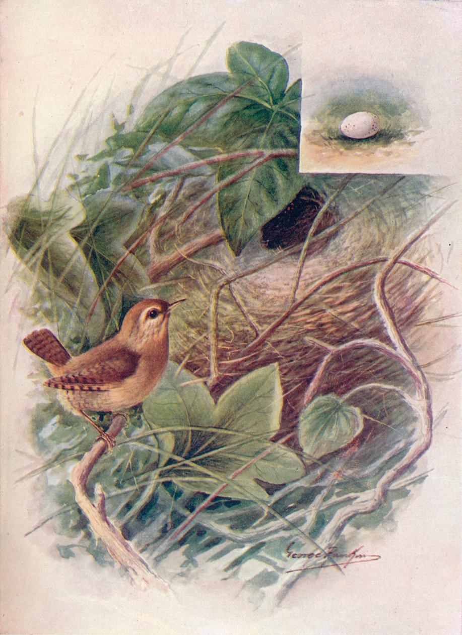 Wren - Troglodytes parvulus, c1910, 1910 od George James Rankin