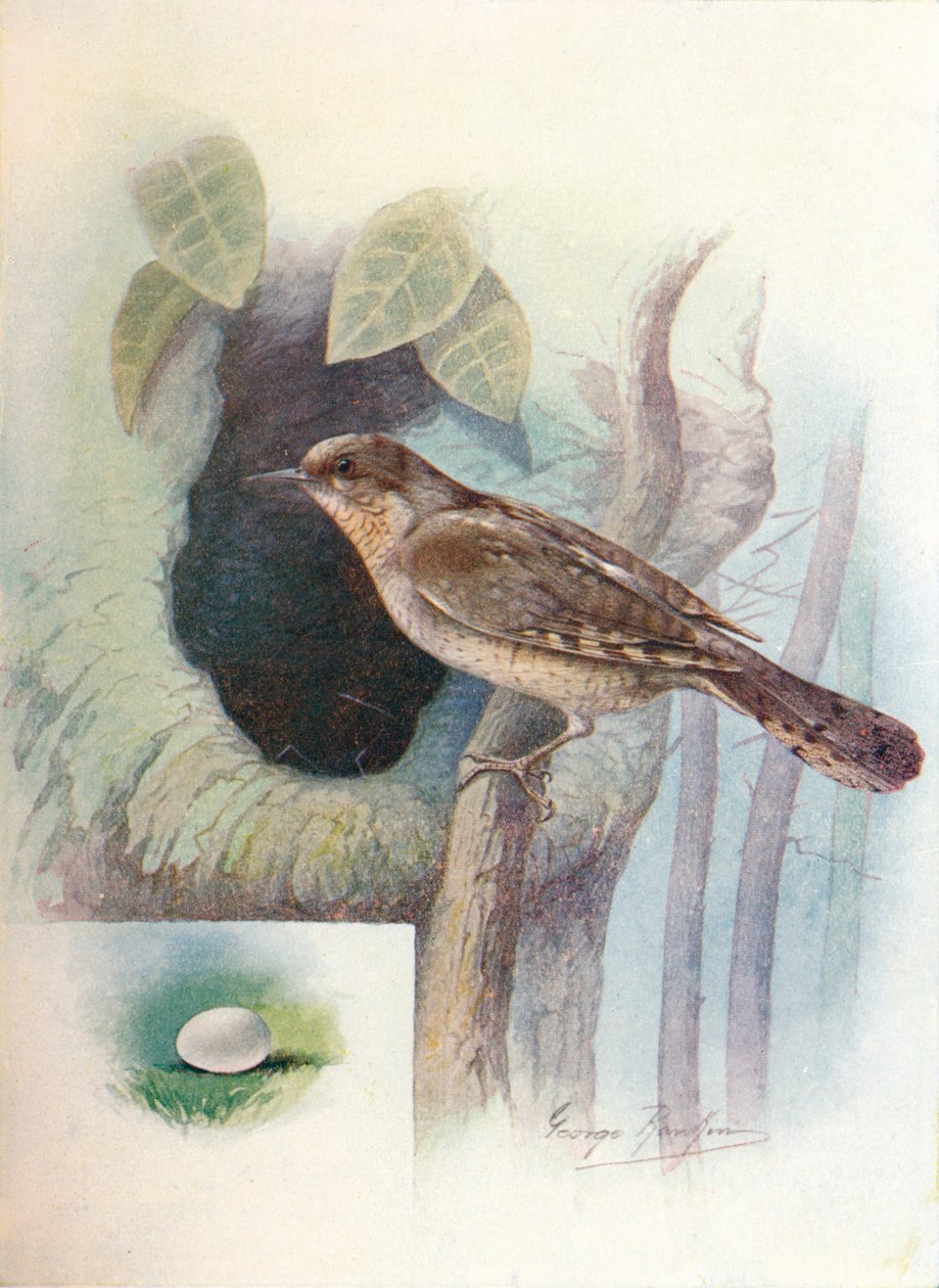 Wryneck - Iynx torquilla, c1910, 1910 od George James Rankin