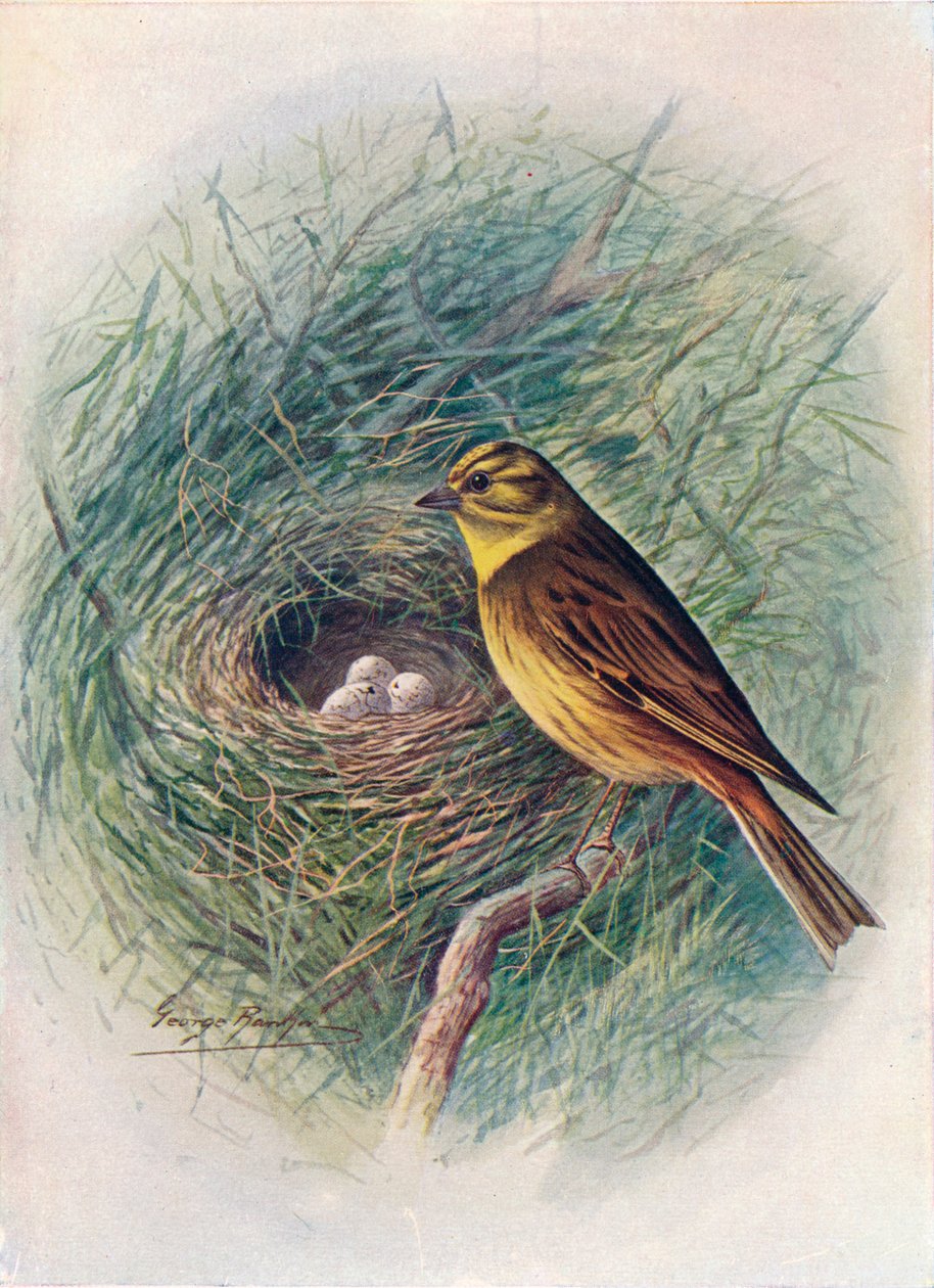 Žlutý kladívko neboli Žlutý strnad - Emberiza citrinella, c1910, 1910 od George James Rankin