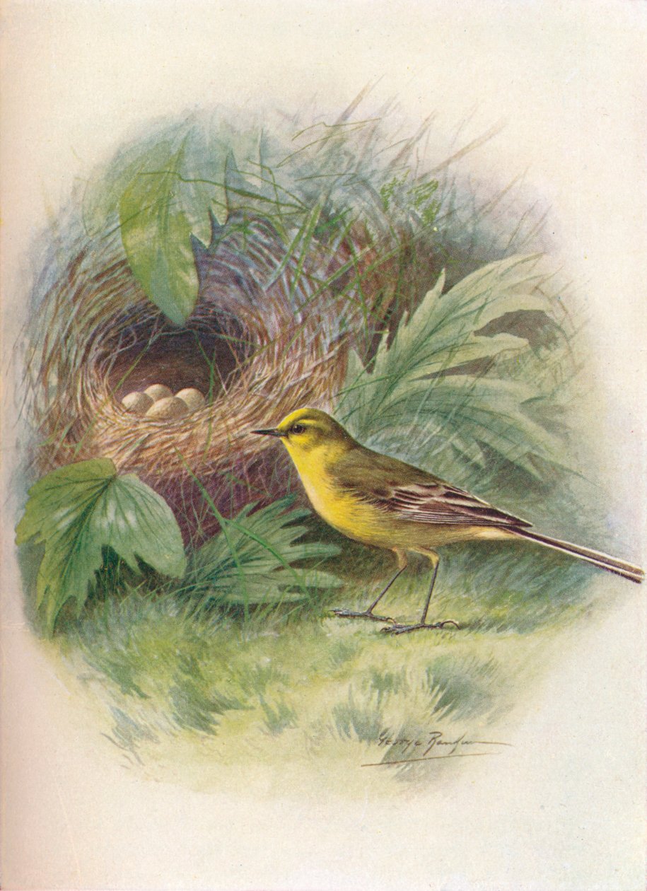 Konipas žlutý - Motacilla raii, c1910, 1910 od George James Rankin