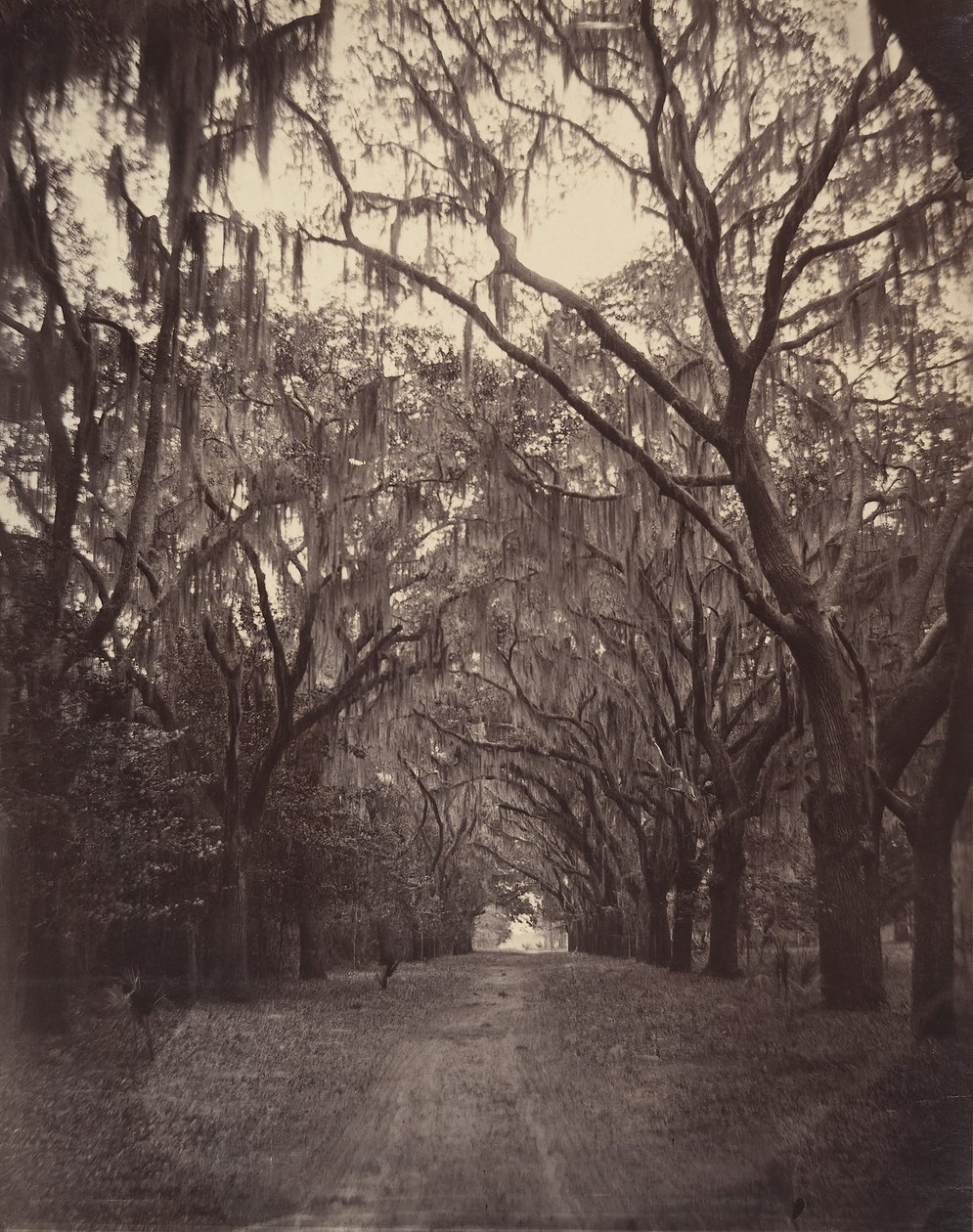 Bonaventure hřbitov, čtyři míle od Savannah, 1866. od George N. Barnard