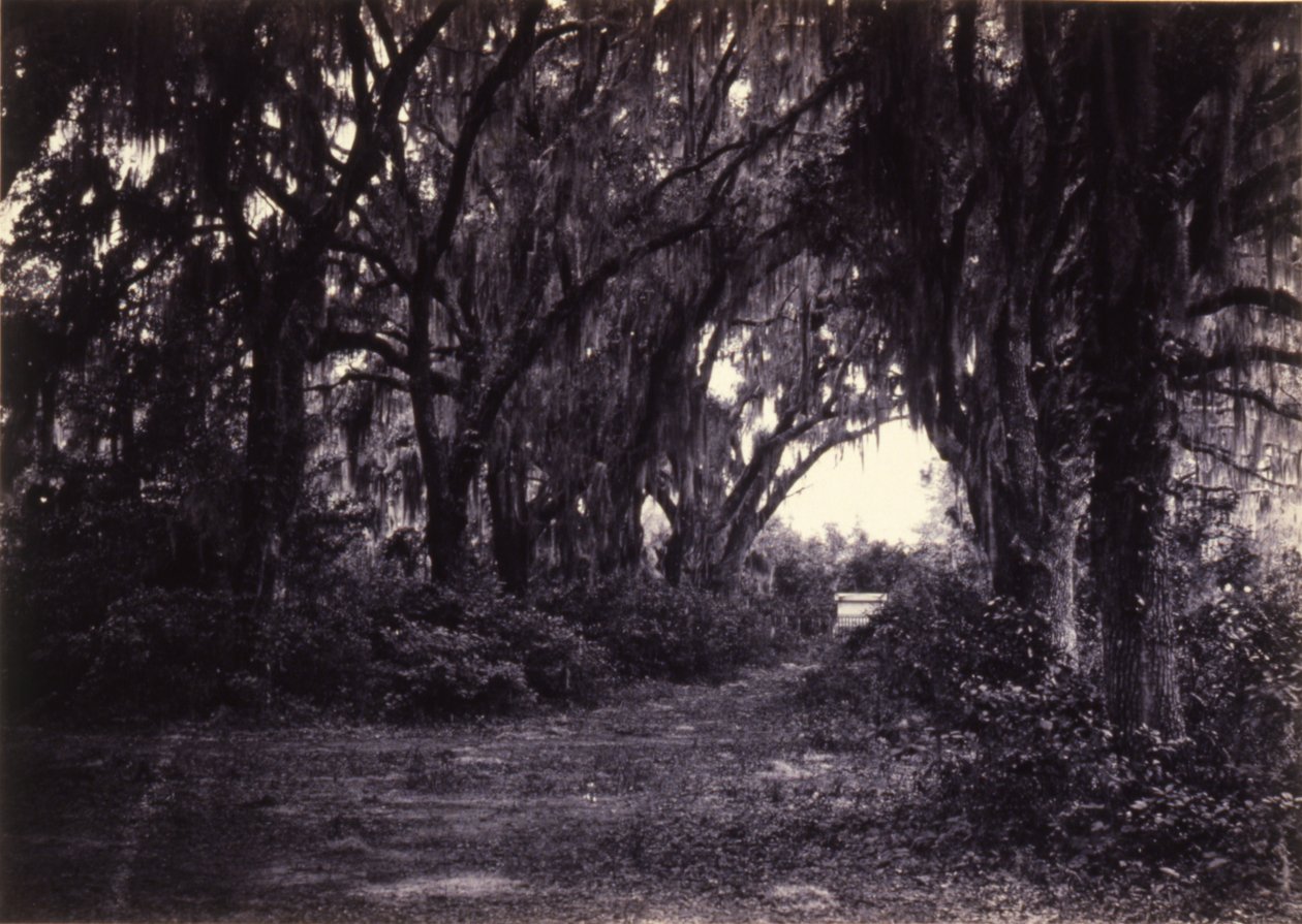 Bonaventure, Savannah, Georgia od George N. Barnard