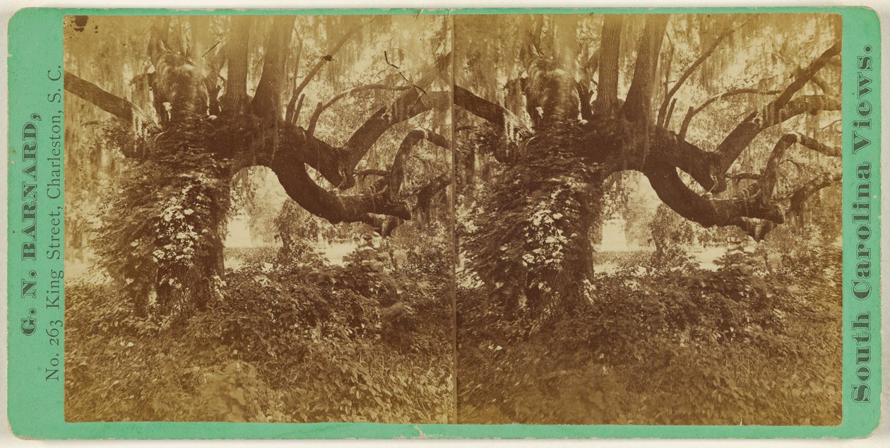 [Live Oaks, Magnolia Cemetery] od George N. Barnard