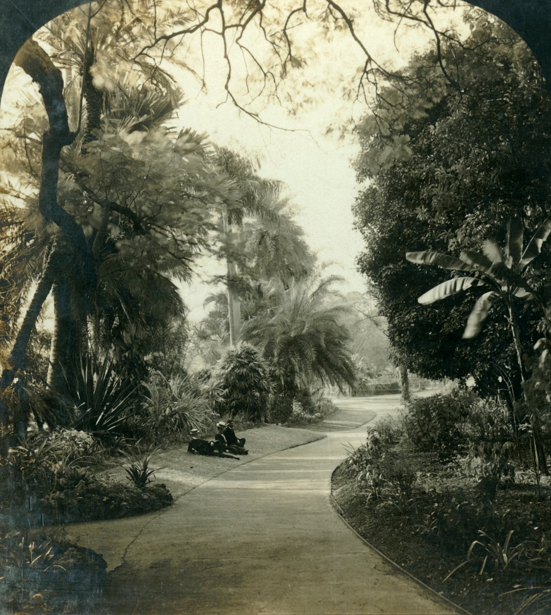 Cesta v Queens Park, Brisbane, Austrálie, c1909. od George Rose
