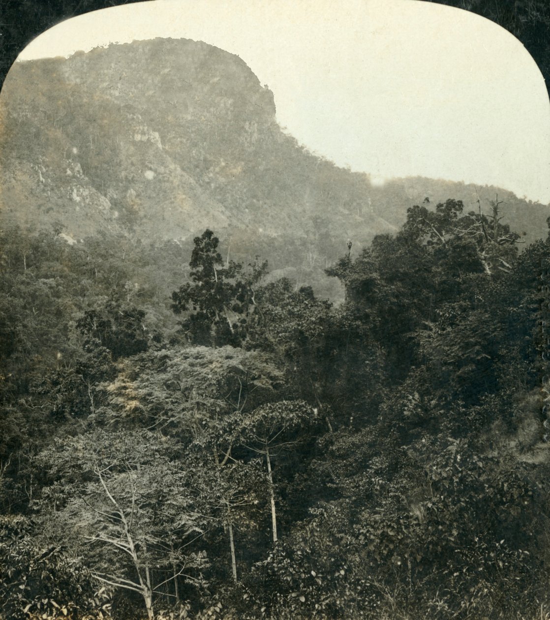 Tropická vegetace v Barron River Gorge,...Cairns, Queensland, Austrálie, c1909. od George Rose