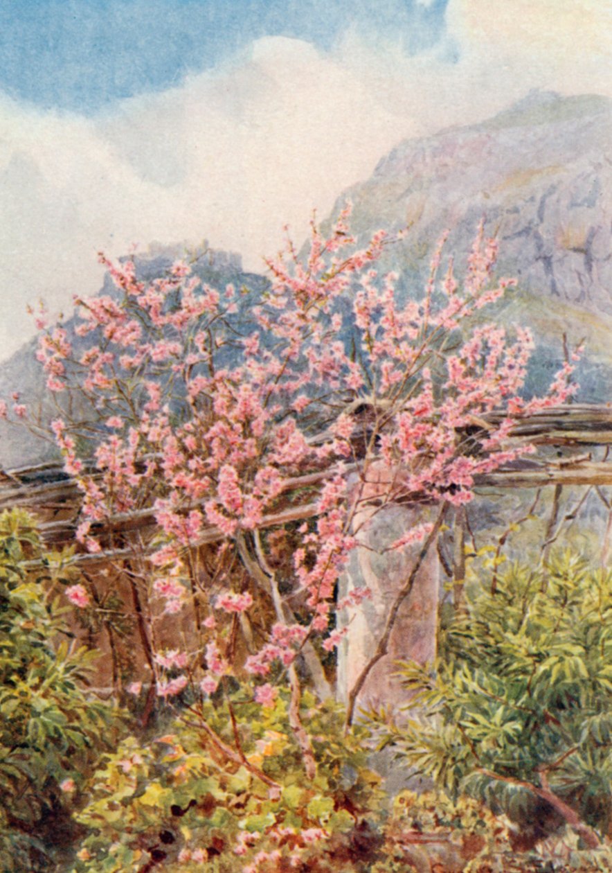 "Peach-trees ablow" (barevná litografie) od George Samuel Elgood