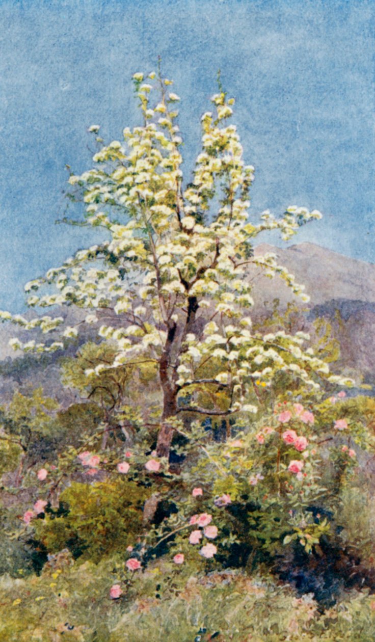 Květ hrušně, Přímořské Alpy (barevná litografie) od George Samuel Elgood