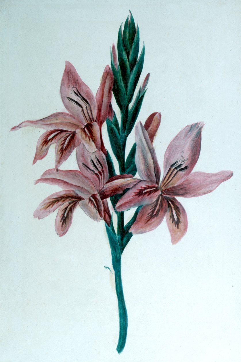Glaieul Gladioli, 19. století. od George Sand