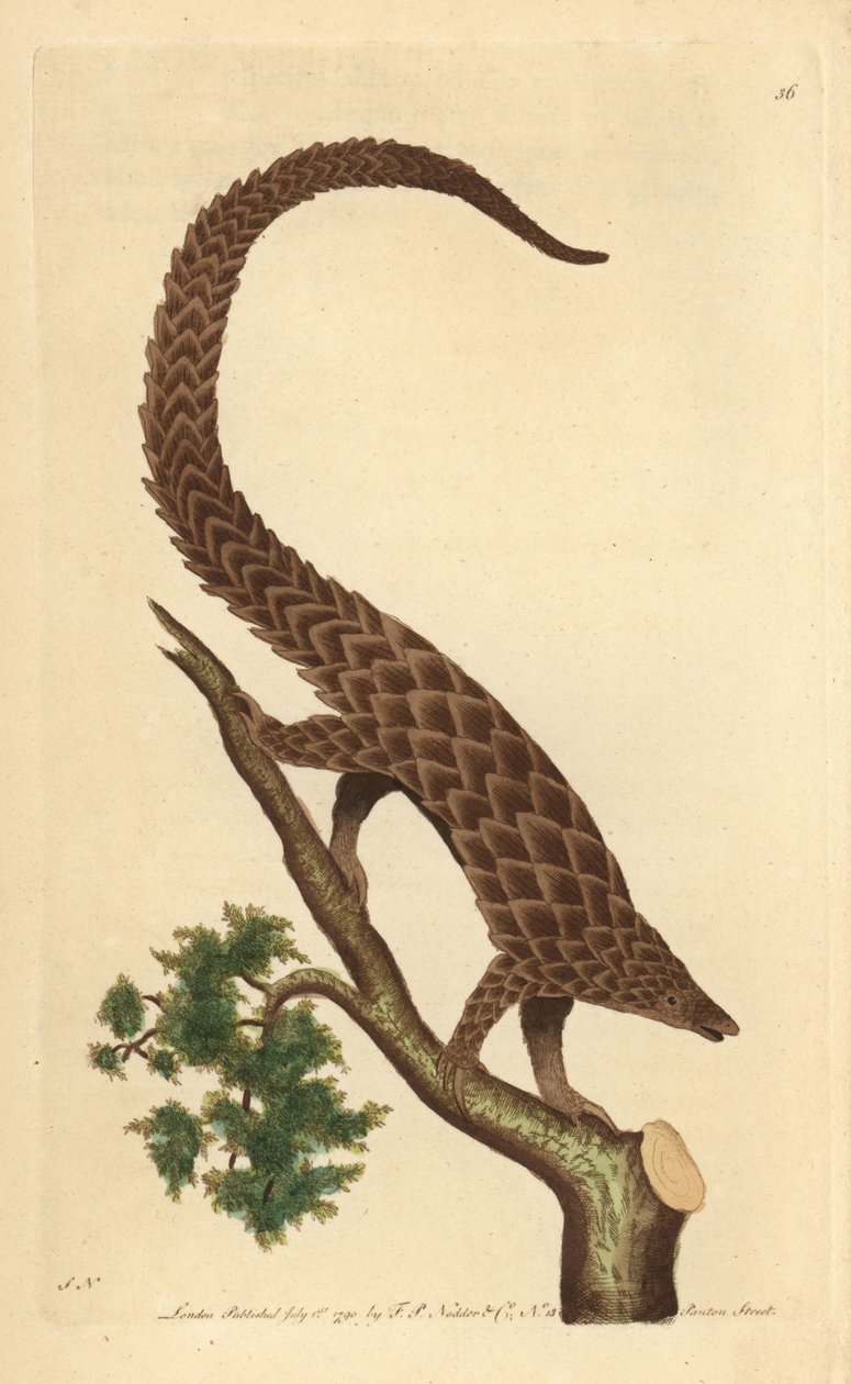 Manis čtyřprstý, Pangolin dlouhoocasý nebo Pangolin černobřichý, z „The Naturalist