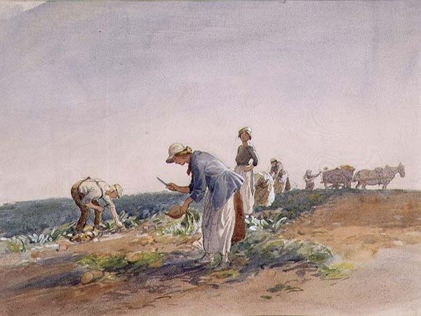 Plodina tuřín (akvarel a kvaš) od George Soper