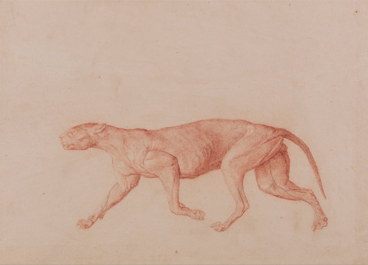 Srovnávací anatomický výklad stavby lidského těla s tělem tygra a běžné drůbeže: (První z pěti studií o jiné velké kočce) od George Stubbs