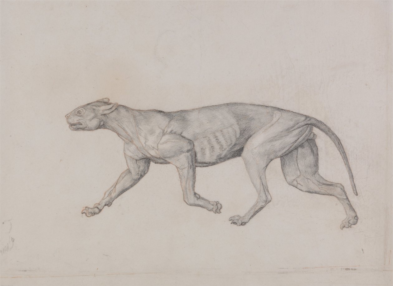 Srovnávací anatomický výklad stavby lidského těla s tělem tygra a běžné drůbeže:  Tělo leoparda, boční pohled od George Stubbs