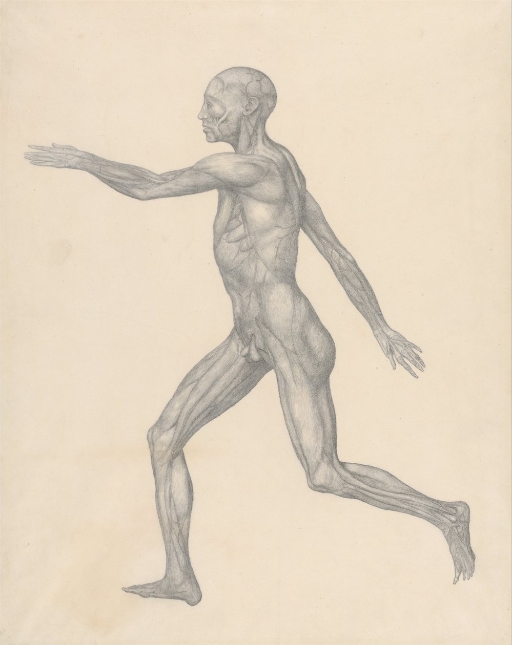 Srovnávací anatomický výklad stavby lidského těla s tělem tygra a běžné drůbeže: (Dokončená studie k tabulce XIII) od George Stubbs