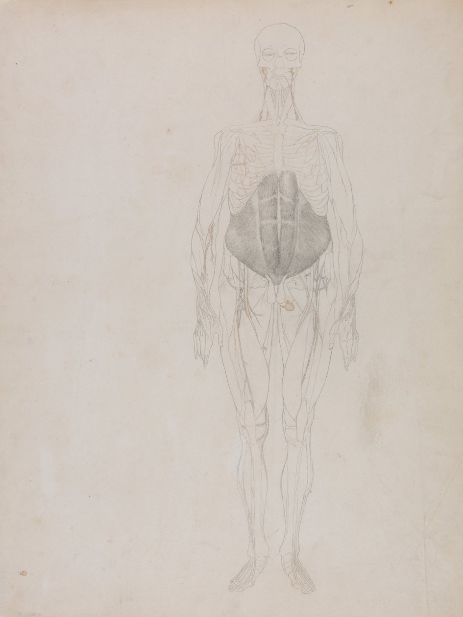 Srovnávací anatomický výklad stavby lidského těla s tělem tygra a běžné drůbeže: (z velké části v obrysech). od George Stubbs