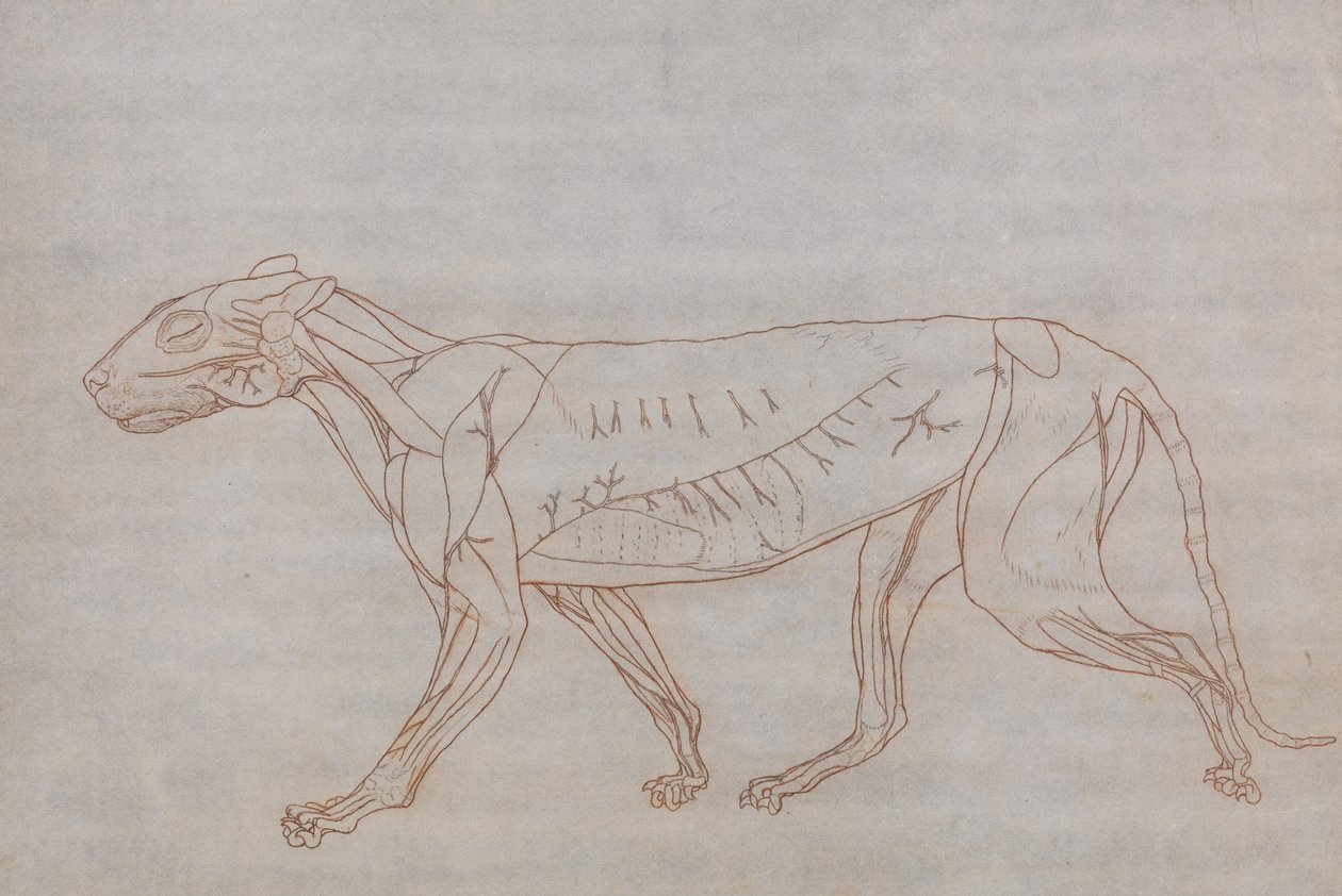 Srovnávací anatomický výklad stavby lidského těla s tělem tygra a běžné drůbeže: Tělo tygra, boční pohled od George Stubbs