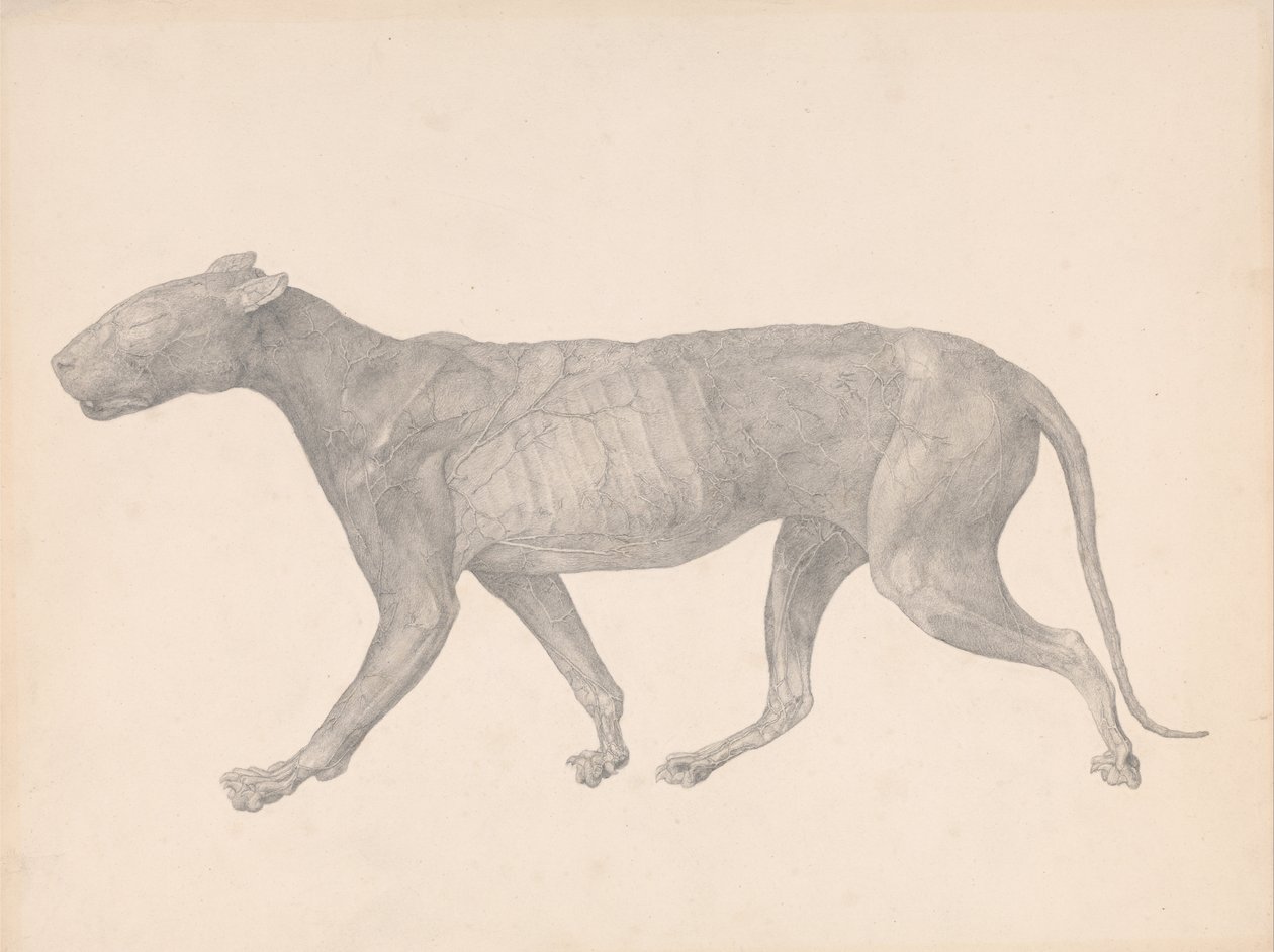 Srovnávací anatomický výklad stavby lidského těla s tělem tygra a běžné drůbeže:  (Dokončená studie pro tabulku IX) od George Stubbs