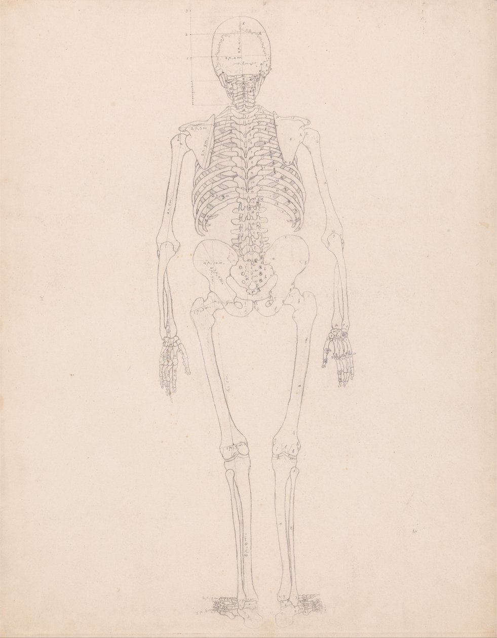 Srovnávací anatomický výklad stavby lidského těla s tělem tygra a běžné drůbeže: Lidská kostra, zadní pohled od George Stubbs