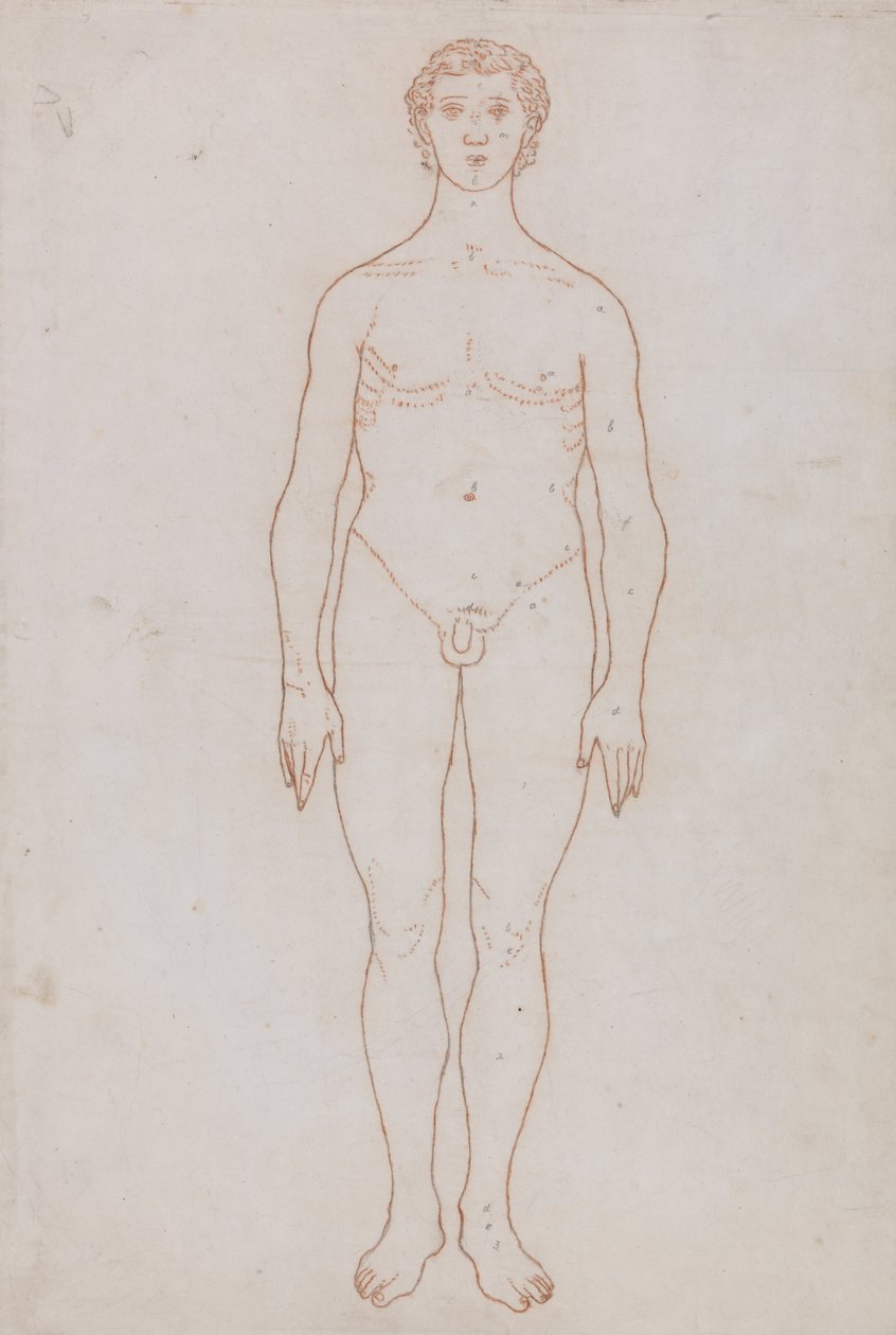 Srovnávací anatomický výklad stavby lidského těla s tělem tygra a běžné drůbeže: (nákres k tabulce VI) od George Stubbs