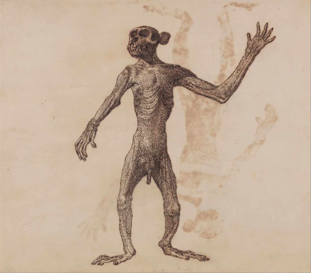 Srovnávací anatomický výklad stavby lidského těla s tělem tygra a běžné drůbeže:  Opice ve stoje, pohled zepředu od George Stubbs