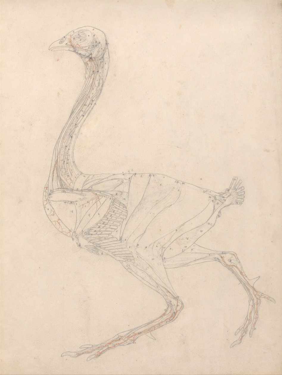 Srovnávací anatomický výklad stavby lidského těla s tělem tygra a běžné drůbeže: (Studie ke klíčovému obrázku k tabulce XV) od George Stubbs