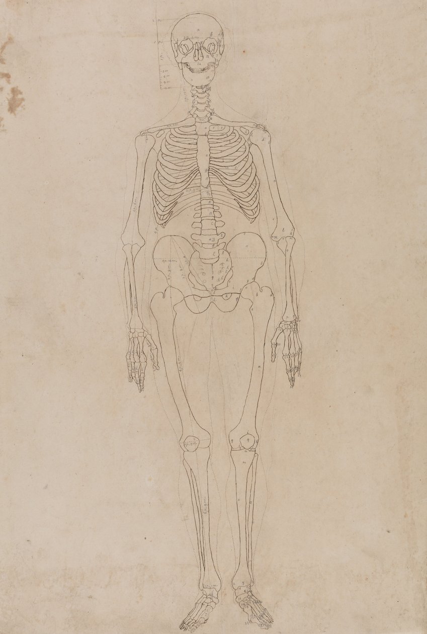 Srovnávací anatomický výklad stavby lidského těla s tělem tygra a běžné drůbeže: Lidská kostra, přední pohled od George Stubbs