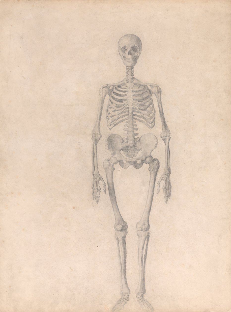 Srovnávací anatomický výklad stavby lidského těla s tělem tygra a běžné drůbeže: (Dokončená studie k tabulce I) od George Stubbs