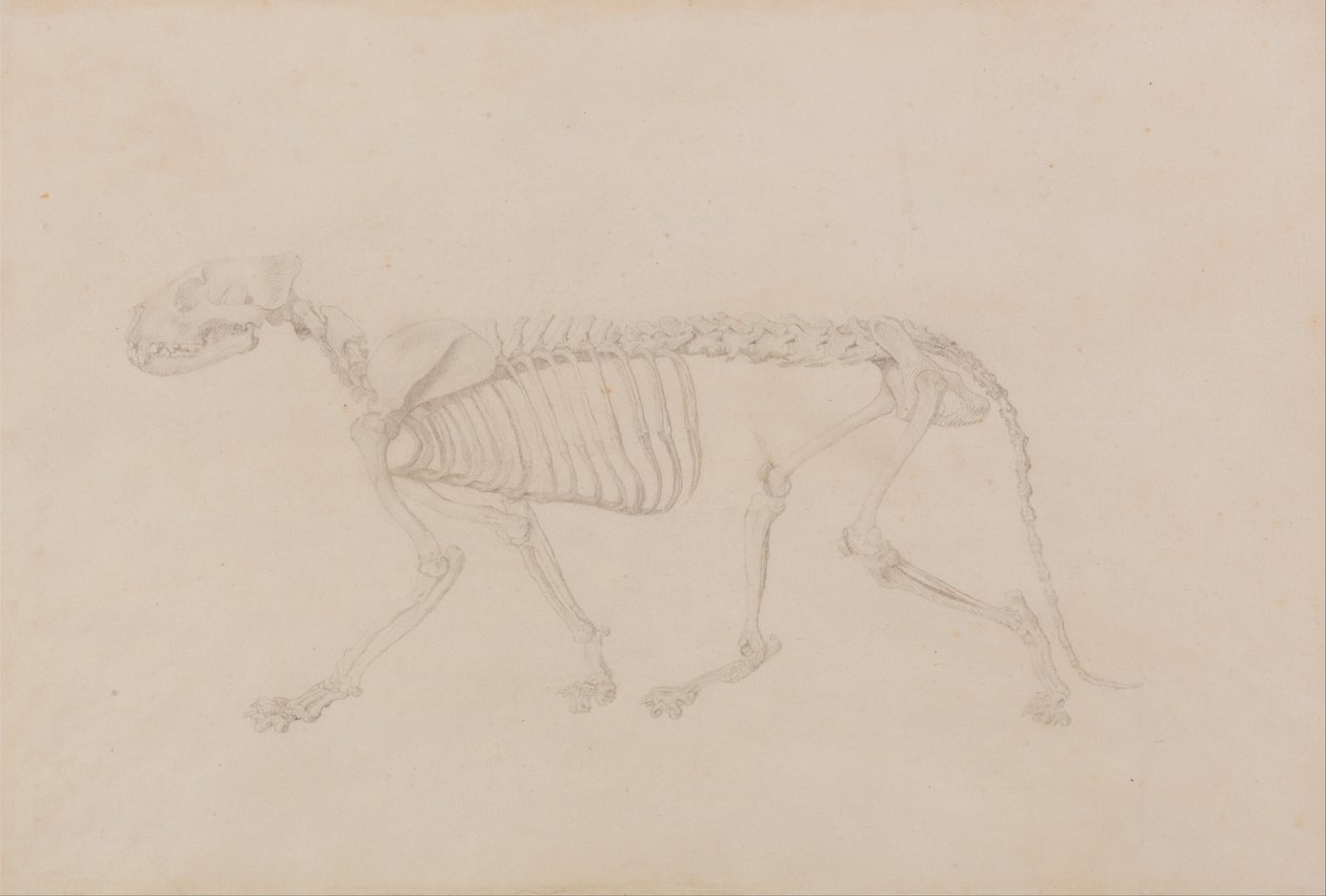 Srovnávací anatomický výklad stavby lidského těla s tělem tygra a běžné drůbeže: (Vysoce dokončená studie pro tabulku IV) od George Stubbs