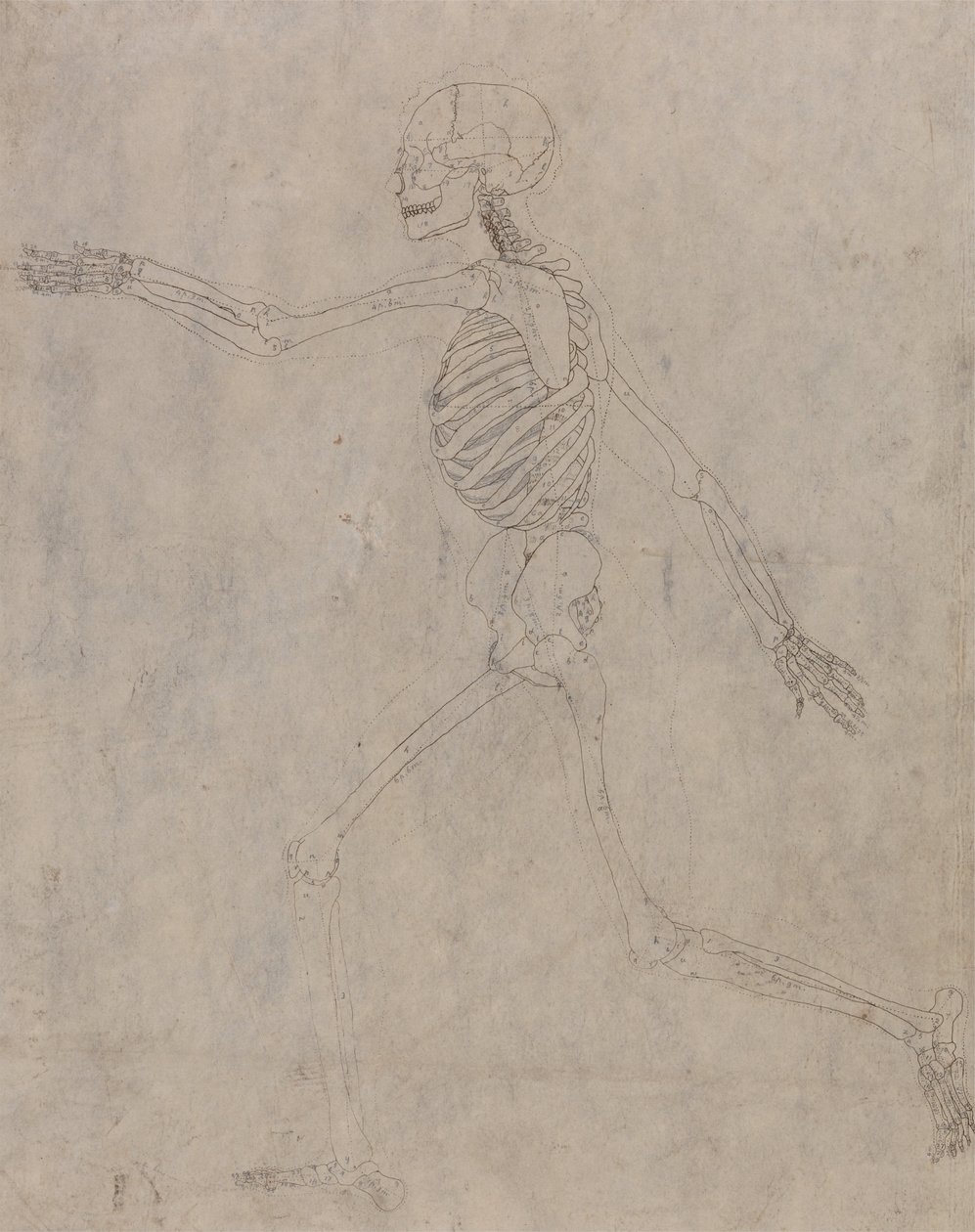 Srovnávací anatomický výklad stavby lidského těla s tělem tygra a běžné drůbeže: Lidská kostra, boční pohled od George Stubbs