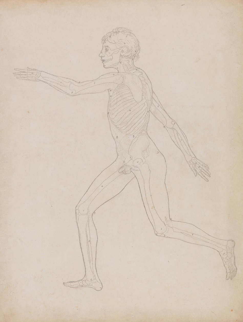 Srovnávací anatomický výklad stavby lidského těla s tělem tygra a běžné drůbeže: Obrázek člověka, boční pohled od George Stubbs