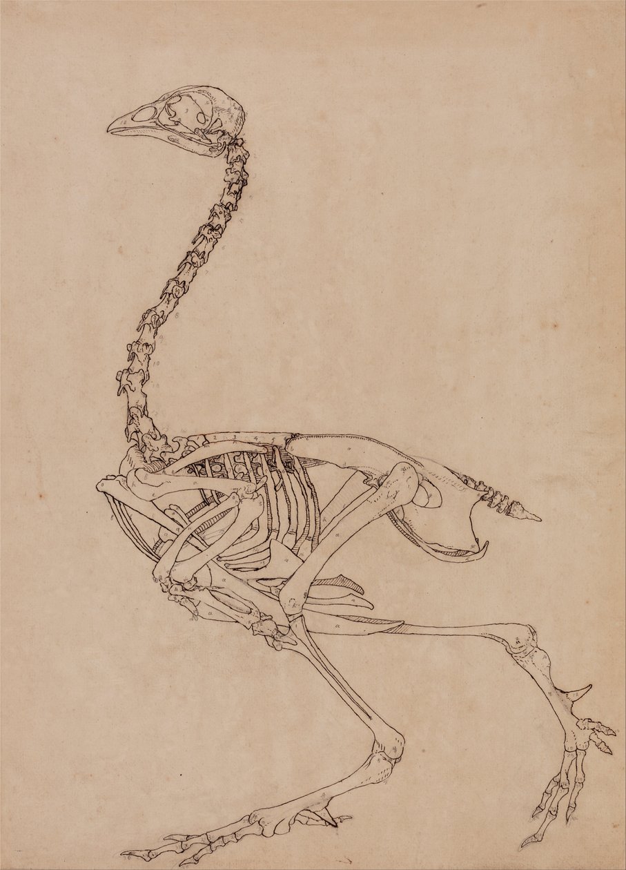 Srovnávací anatomický výklad stavby lidského těla s tělem tygra a běžné drůbeže:  (Studie ke klíčovému obrázku k tabulce V) od George Stubbs