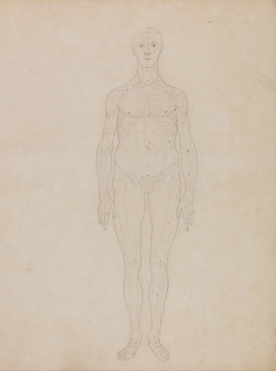 Srovnávací anatomický výklad stavby lidského těla s tělem tygra a běžné drůbeže: (Pravděpodobně souvisí s tabulkou XI) od George Stubbs