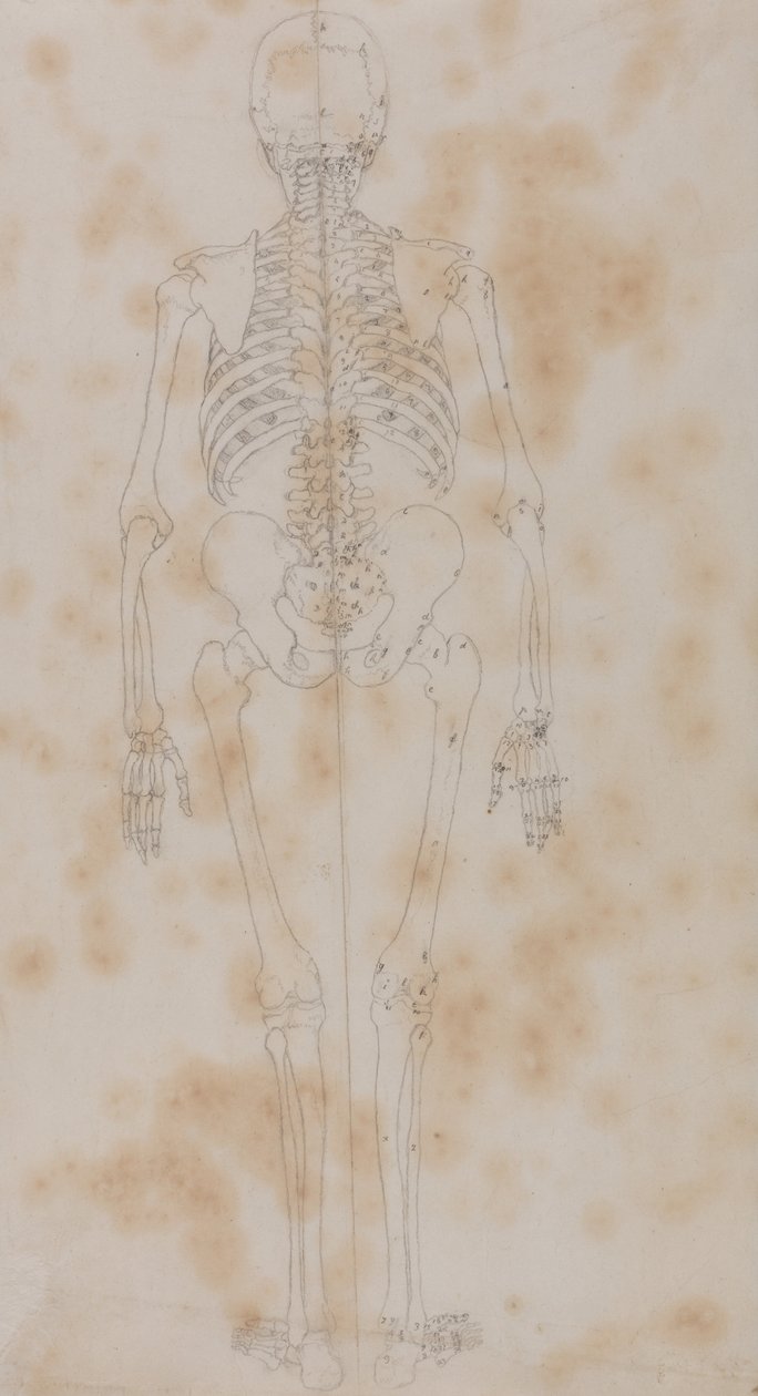 Srovnávací anatomický výklad stavby lidského těla s tělem tygra a běžné drůbeže: (Snad první ze studií o kostře) od George Stubbs