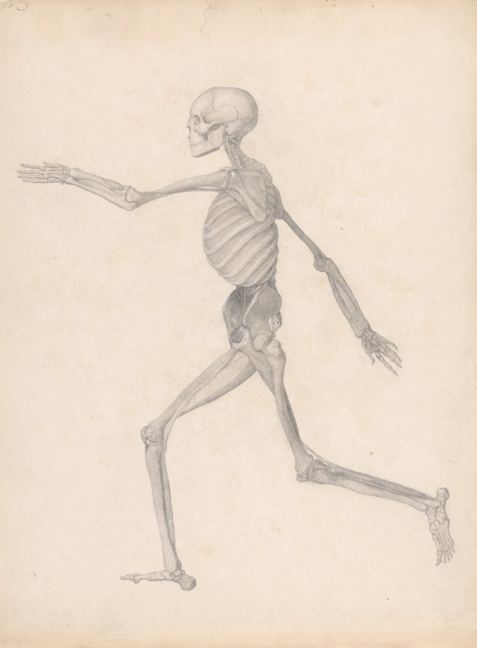 Srovnávací anatomický výklad stavby lidského těla s tělem tygra a běžné drůbeže: (dokončená studie pro nepublikovanou tabulku, která představuje poslední fázi pitvy) od George Stubbs