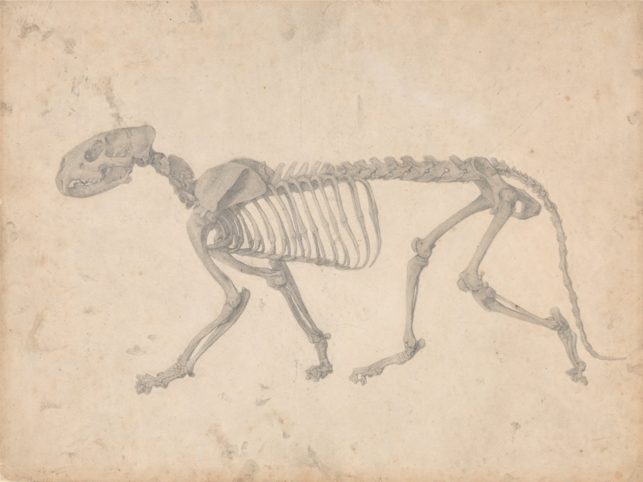 Srovnávací anatomický výklad stavby lidského těla s tělem tygra a běžné drůbeže: (Dokončená studie k tabulce IV) od George Stubbs