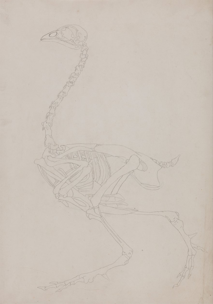 Srovnávací anatomický výklad stavby lidského těla s tělem tygra a běžné drůbeže:  Skelet ptáka, boční pohled od George Stubbs