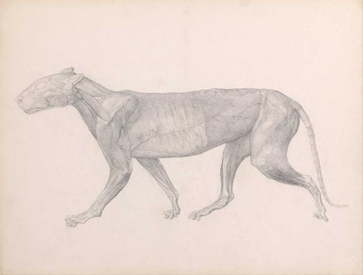 Srovnávací anatomický výklad stavby lidského těla s tělem tygra a běžné drůbeže:  (Dokončená studie k tabulce XIV) od George Stubbs