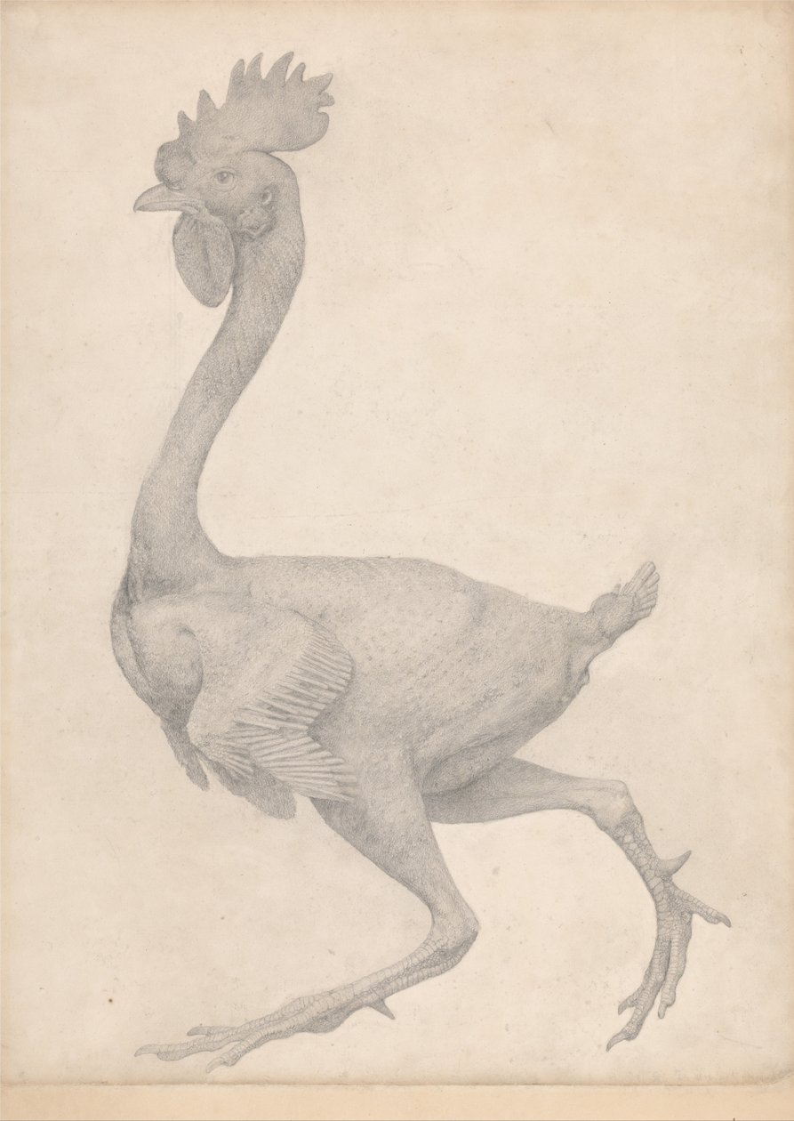 Srovnávací anatomický výklad stavby lidského těla s tělem tygra a běžné drůbeže: (Dokončená studie k tabulce X) od George Stubbs