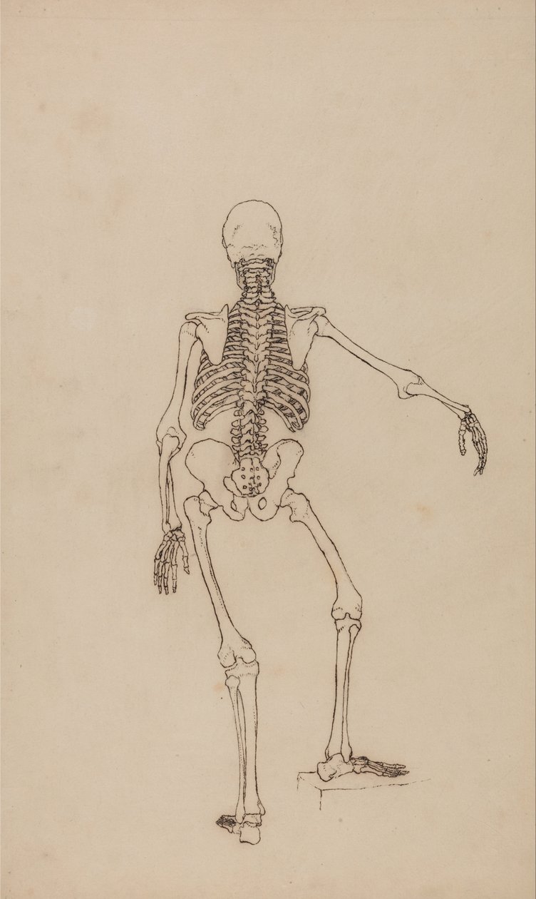 Srovnávací anatomický výklad stavby lidského těla s tělem tygra a běžné drůbeže: Lidská kostra, zadní pohled od George Stubbs