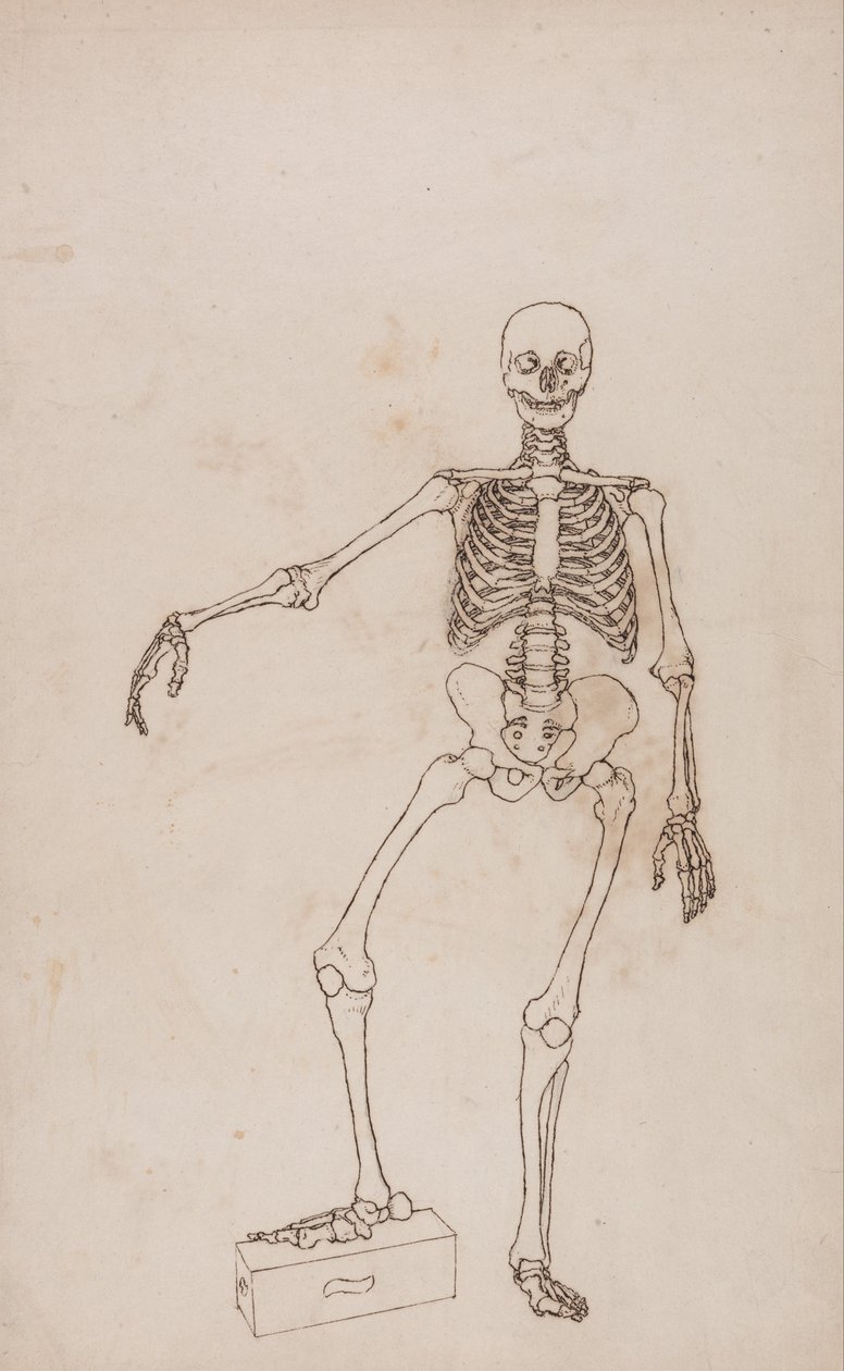 Srovnávací anatomický výklad stavby lidského těla s tělem tygra a běžné drůbeže: Lidská kostra, přední pohled od George Stubbs