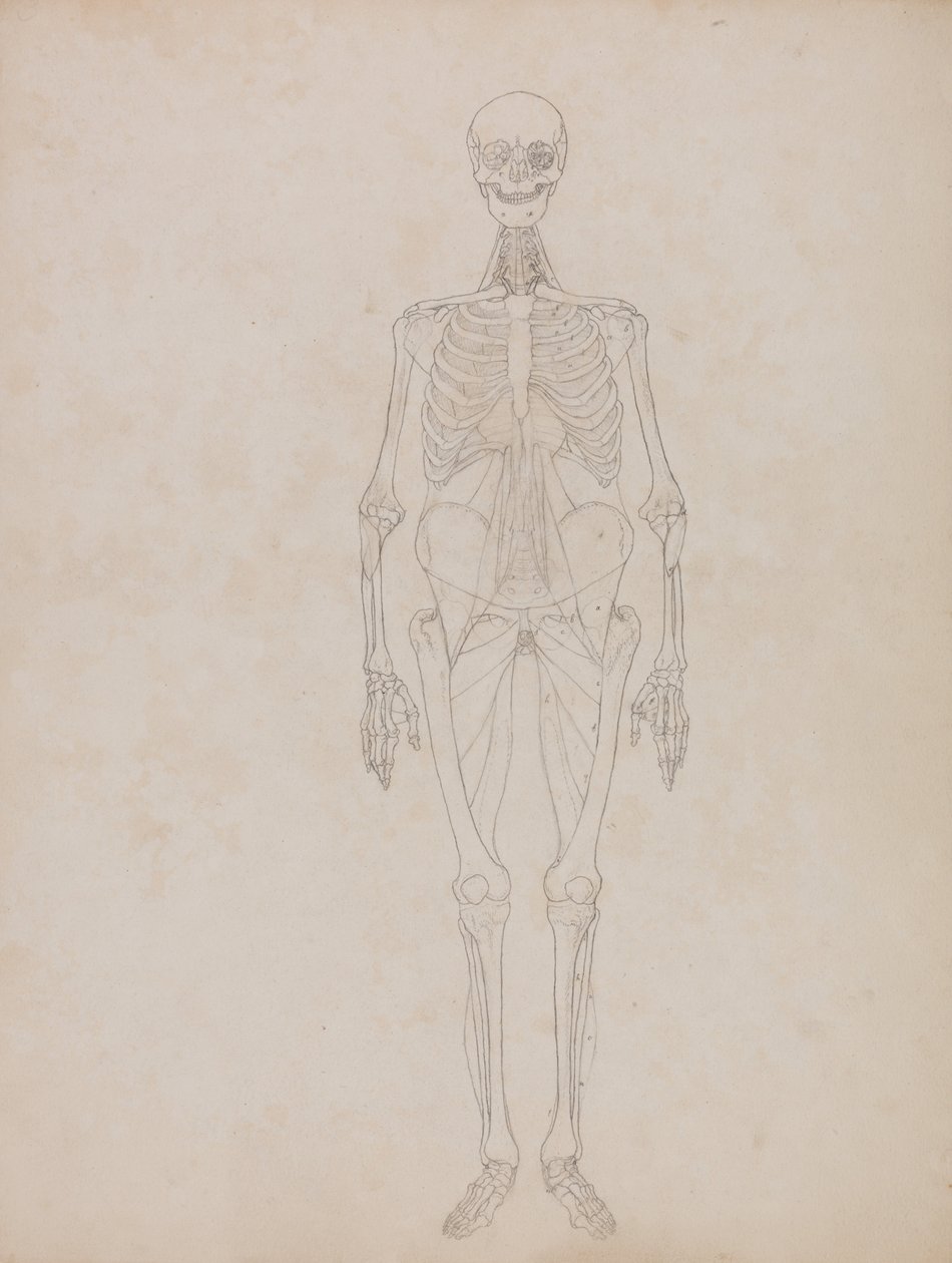 Srovnávací anatomický výklad stavby lidského těla s tělem tygra a běžné drůbeže:  Obrázek člověka, pohled zepředu (náčrt) od George Stubbs