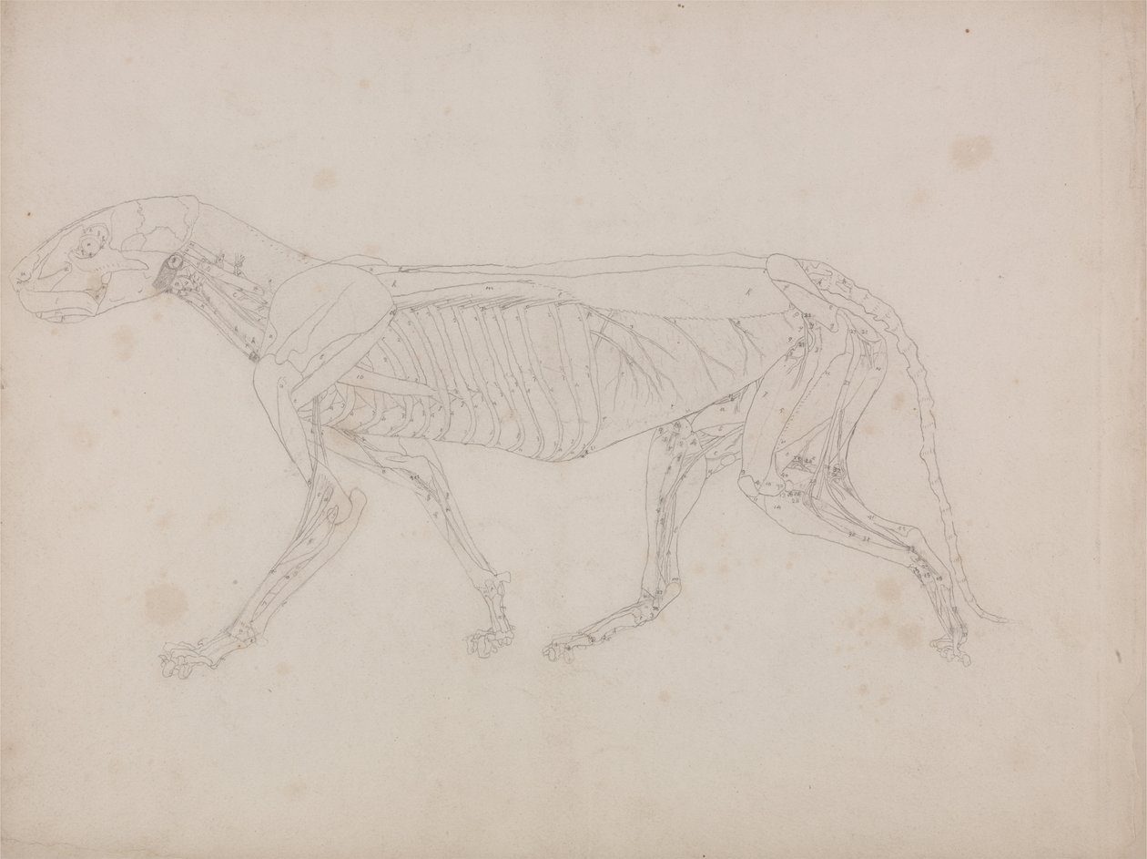 Srovnávací anatomický výklad stavby lidského těla s tělem tygra a běžné drůbeže: Tělo tygra, boční pohled od George Stubbs