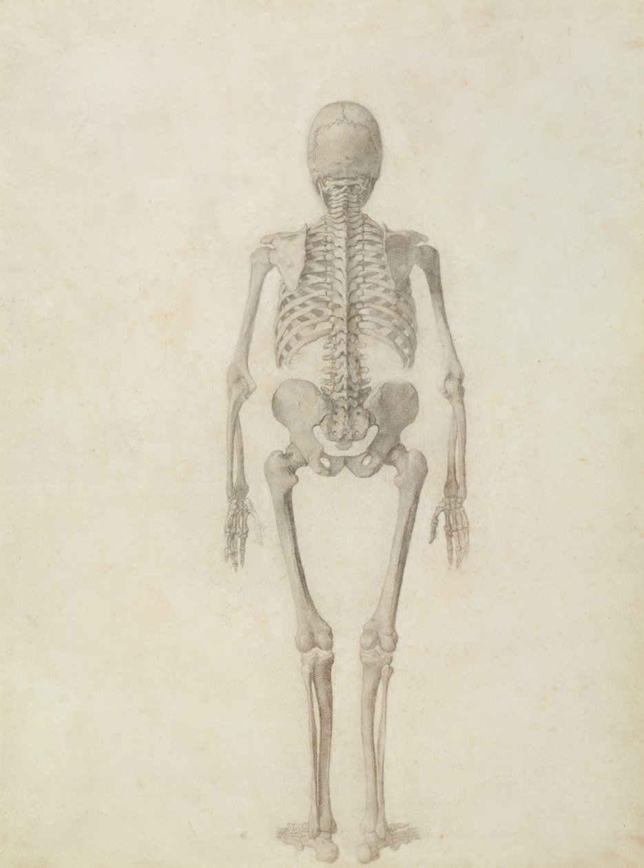 Srovnávací anatomická expozice stavby lidského těla se stavbou tygra a drůbeže: Lidská kostra, pohled zezadu od George Stubbs